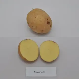 thumbnail for publication: University of Florida Potato Variety Trials Spotlight: 'Yukon Gold'
